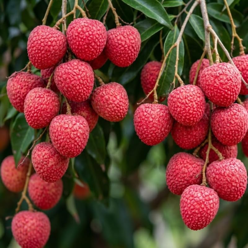Sweet Lychee Tree Live Plant, Lychee Tree, Hardy Tropical Fruit Live Plant, 2-3' in Height 3 Gallon Pot for Planting, No Ship to CA