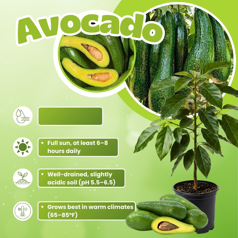 Long Avocado Tree Live Plant, Cold Hardy Avocado Tree Grafted, 3-3.5 Feet Tall, Outdoor Garden Growing