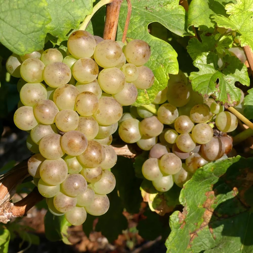 Set of 3 Muscadine Grape Plants Live, 4-6" Tall Seedless Grape Vines for Outdoor Planting, Hardy Fruit Plants for Garden and Vineyard (Yellow White Grape)