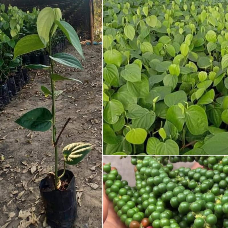 Black Pepper Plant Live from 4 to 6 Inches Tall, Piper Nigrum Tree Live Plant, Pepper Herb Plant for Gardening, Well Rooted