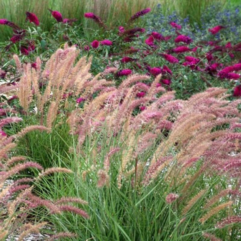 YOKEBOM 2 Pink Fountain Grass Plants Live for Planting, Ornamental Grass for Landscaping, Hardy Grasses Clupms 4-7 Inch Tall Well Rooted