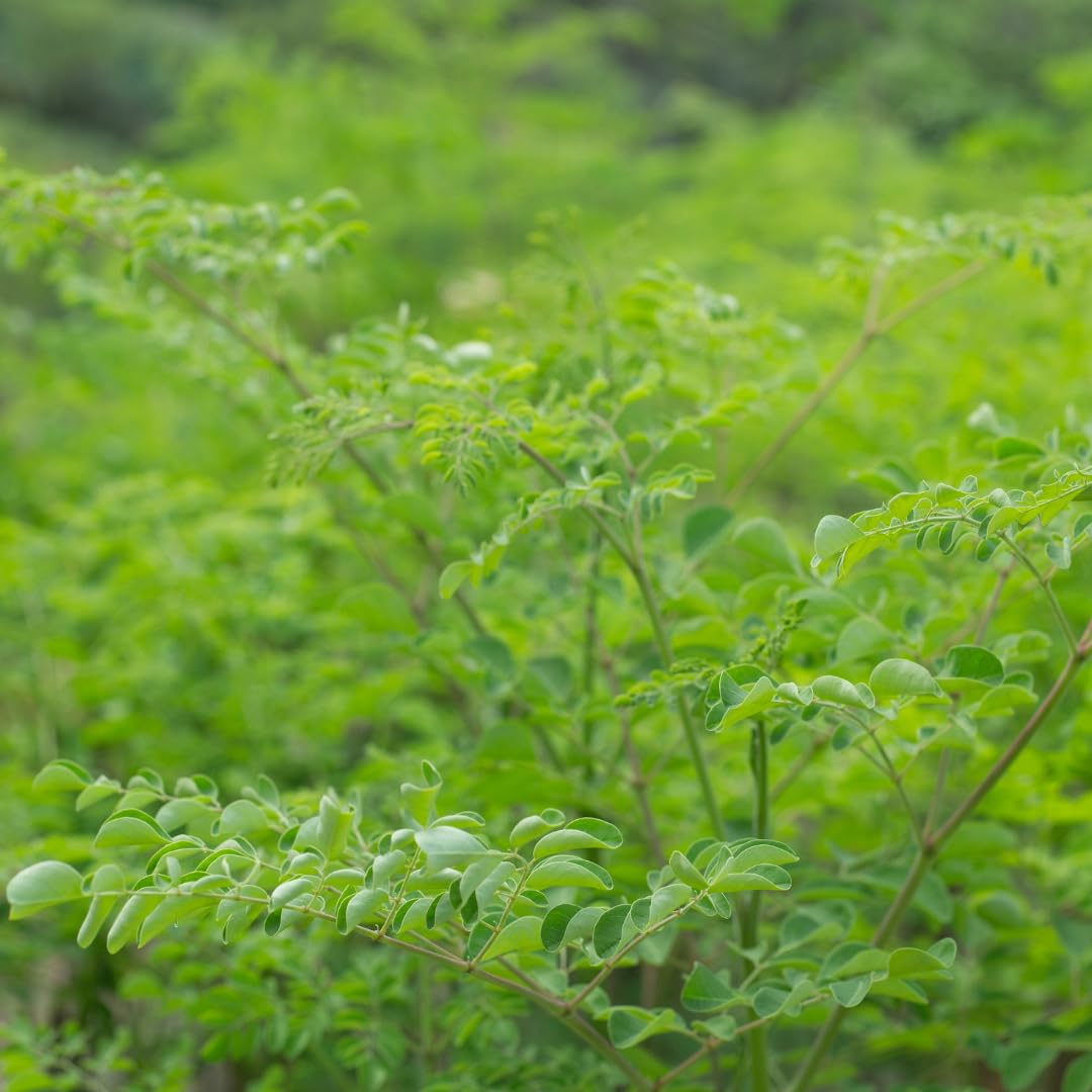 Live Moringa Tree Plant for Outdoor Growing, Moringa Oleifera Plant, Hardy Drumstick Tree Ready to Grow in 1 Gallon Pot
