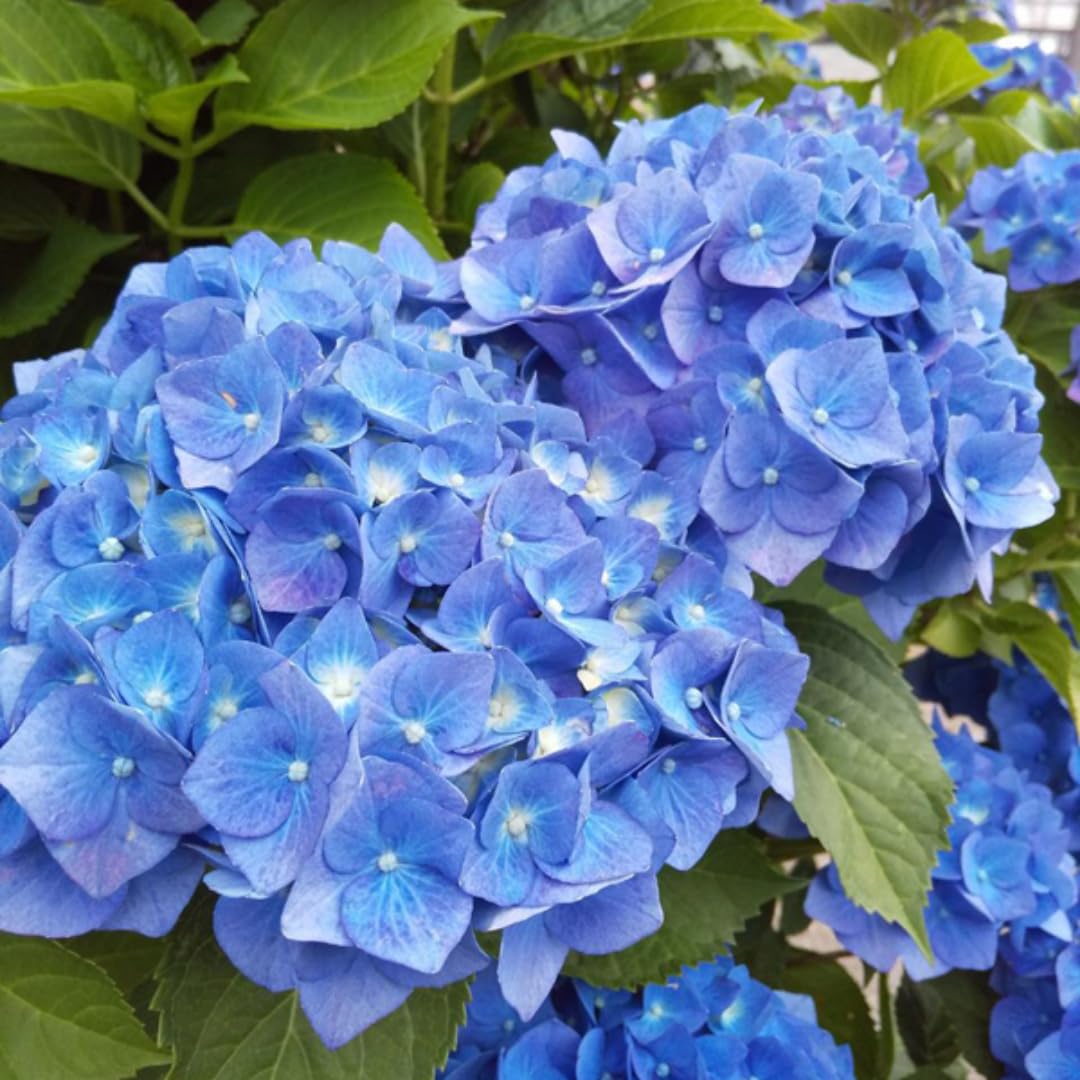 2 Blue Hydrangea Plant Live Rooted Cutting, Hydrangea Tree Live Plant for Planting, 8 to 12 Inc Tall