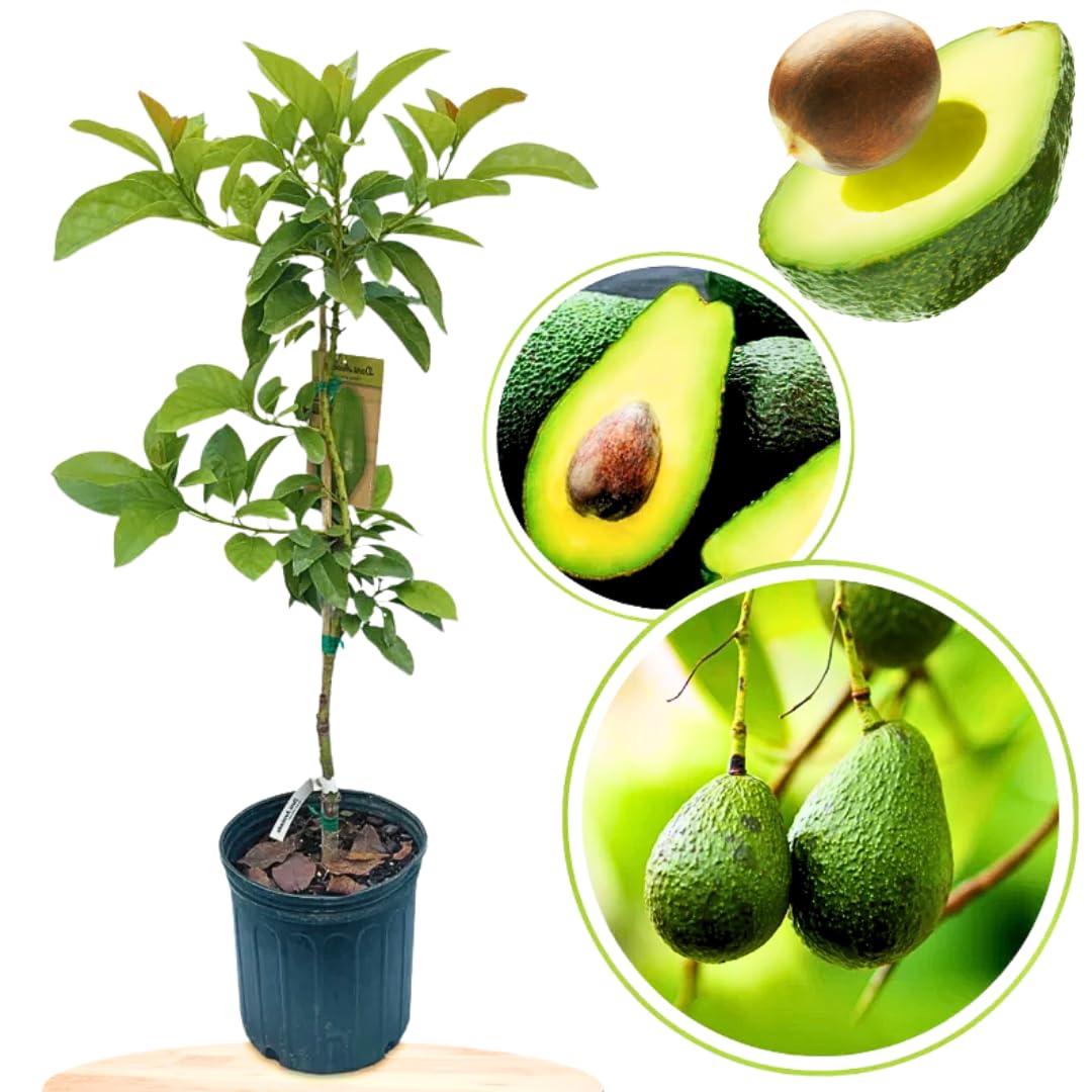 2 Years Old HASS Avocado Tree Live Plant Grafted, 1-2 Feet Tall in 3 Gallon Pot, Ready to Plant and Bear Fruit, Cold Hardy Avocado, No CA
