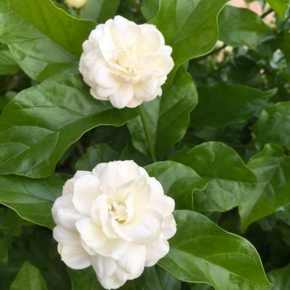 Grand Duke Jasmine Plant Live, 3 Gallon Pot, Fragrant White Jasmine Plants, 1-2 Ft Tall Perennial Flowers Bush Plant, No Ship to CA