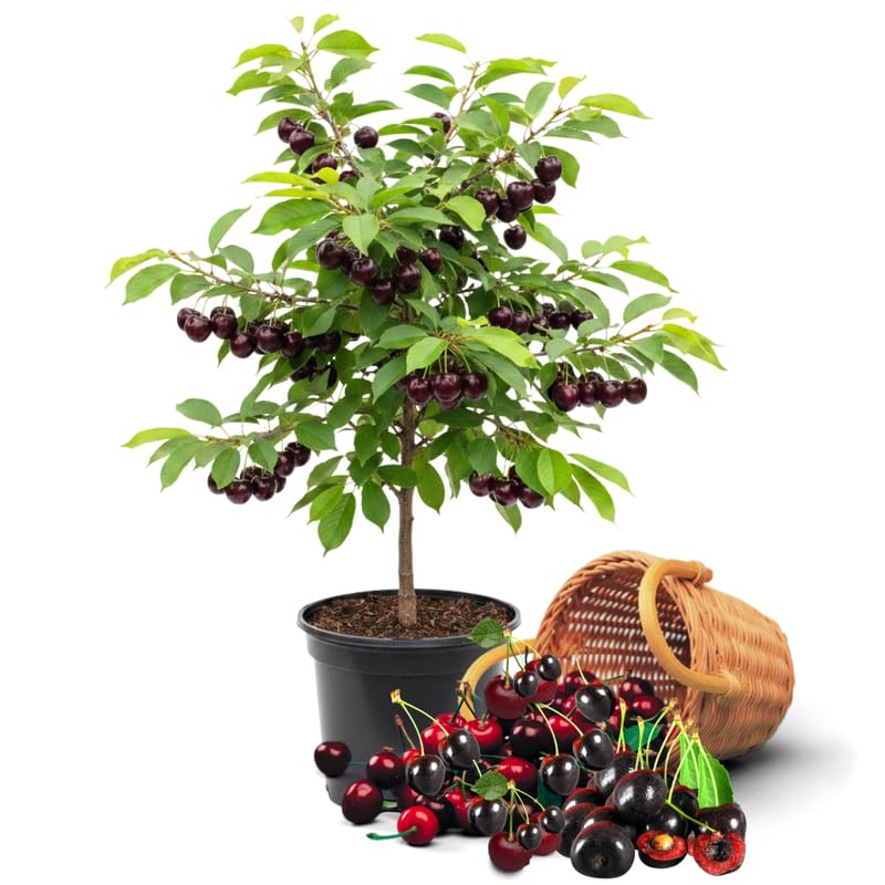 2 Black Cherry Trees 12-18 InchTall, Cold Hardy Cherry Fruit Tree for Home Orchard and Landscaping, Bareroots Dormant, Focus On Roots
