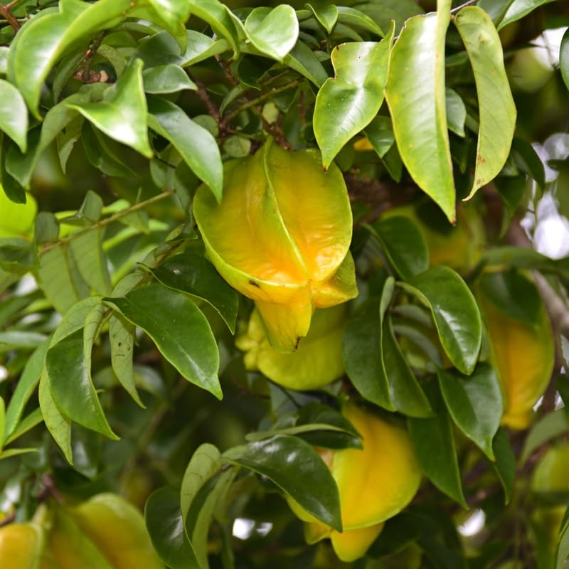 Starfruit Tree in 3 Gallon, Grafted Starfruit Fruit Plants Live for Planting Outdoors, No Ship to CA