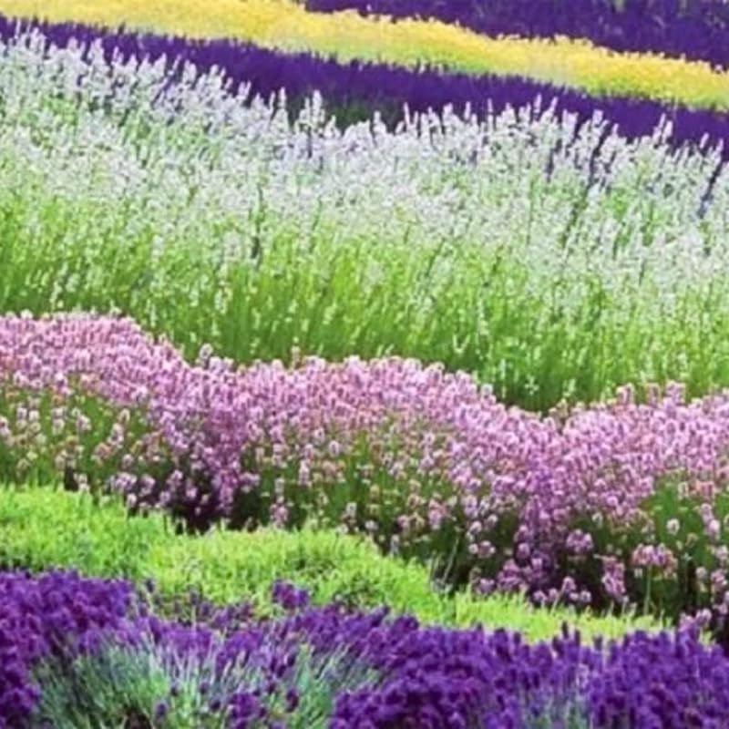 Pack 4 Mixed Lavender Plants Live, 4–8" Tall, Fragrant Lavender Flower Lavandula Perennial Well-Rooted, No Pot