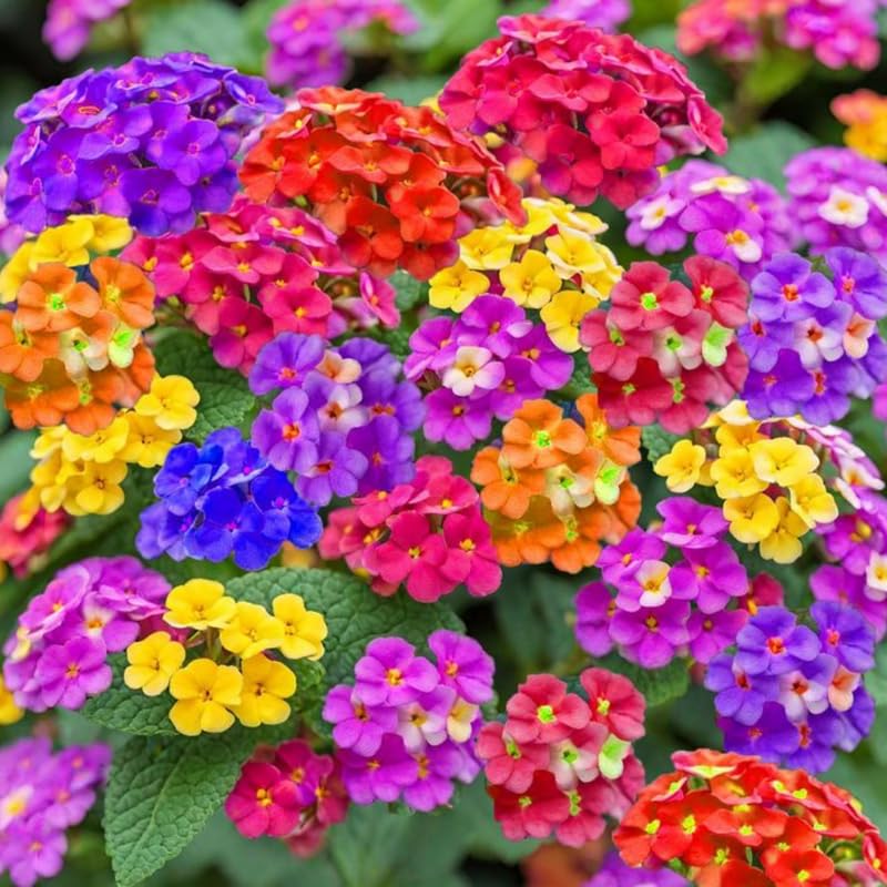 Pack 4 Lantana Plants Live, Hardy Flowering Perennial for Outdoor Planting, 4-8 Inches Tall, Mixed Blooms