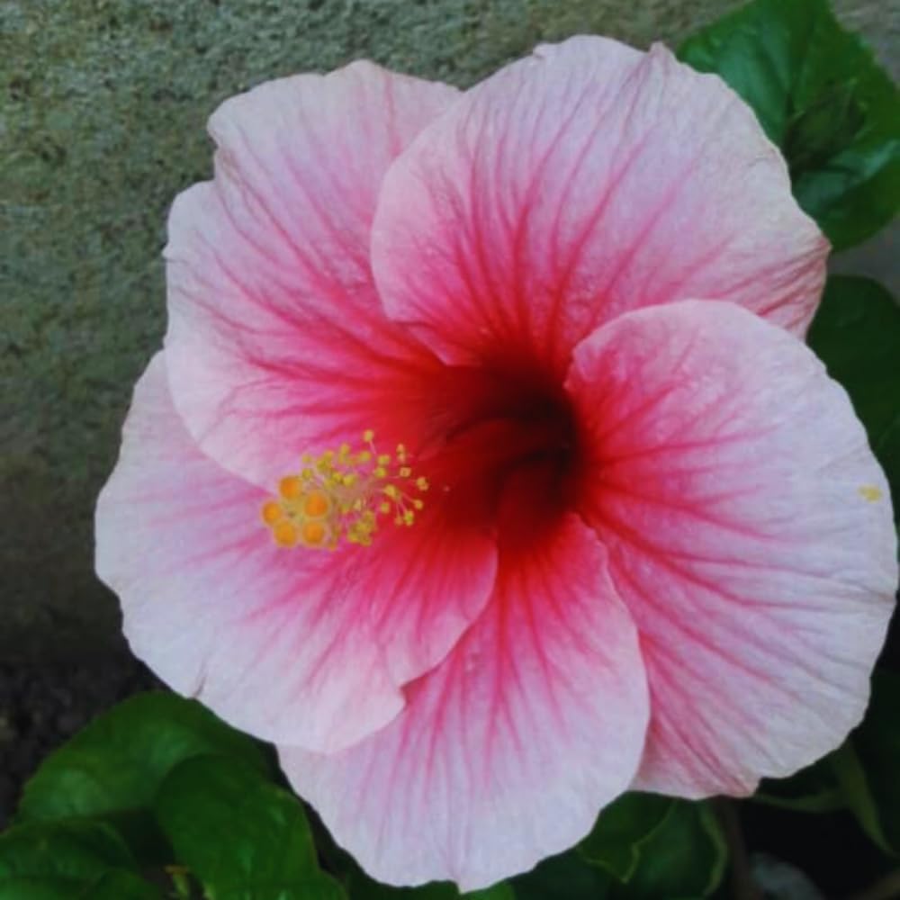 2 Hardy Hibiscus Plants Live, Pink Hibiscus Flowers Plant, 4 to 6 Inches Tall, Hibiscus Tree Live Plant for Gardening Indoor Outdoor