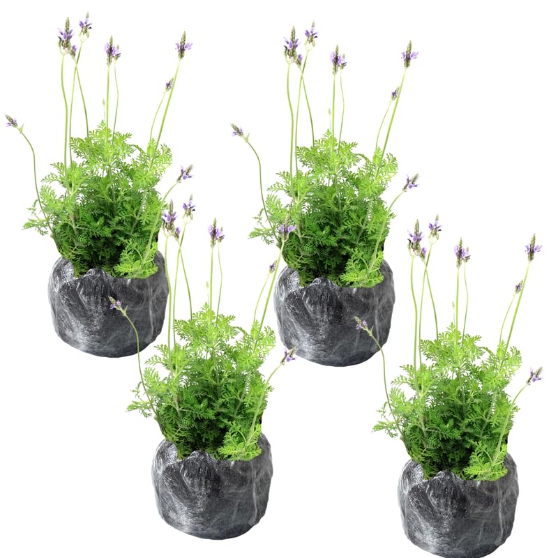 Pack 4 Deep Violet Lavender Plants Live, 4–8" Tall, Fragrant Lavender Flower Lavandula Perennial Well-Rooted, No Pot