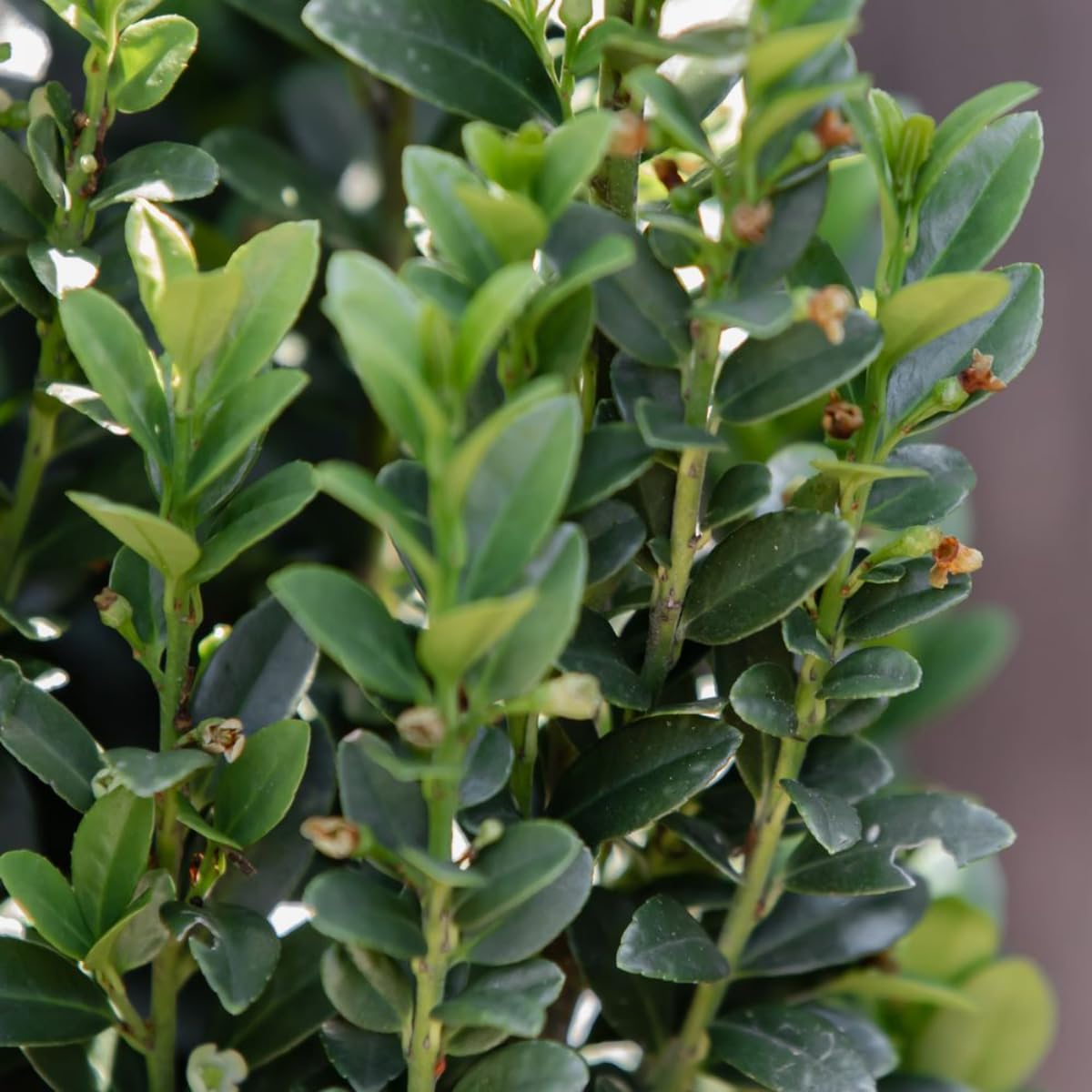 Sky Pencil Holly Tree, Holly Bushes Live Plant, Quart Pot, 6-12 Inch Plants