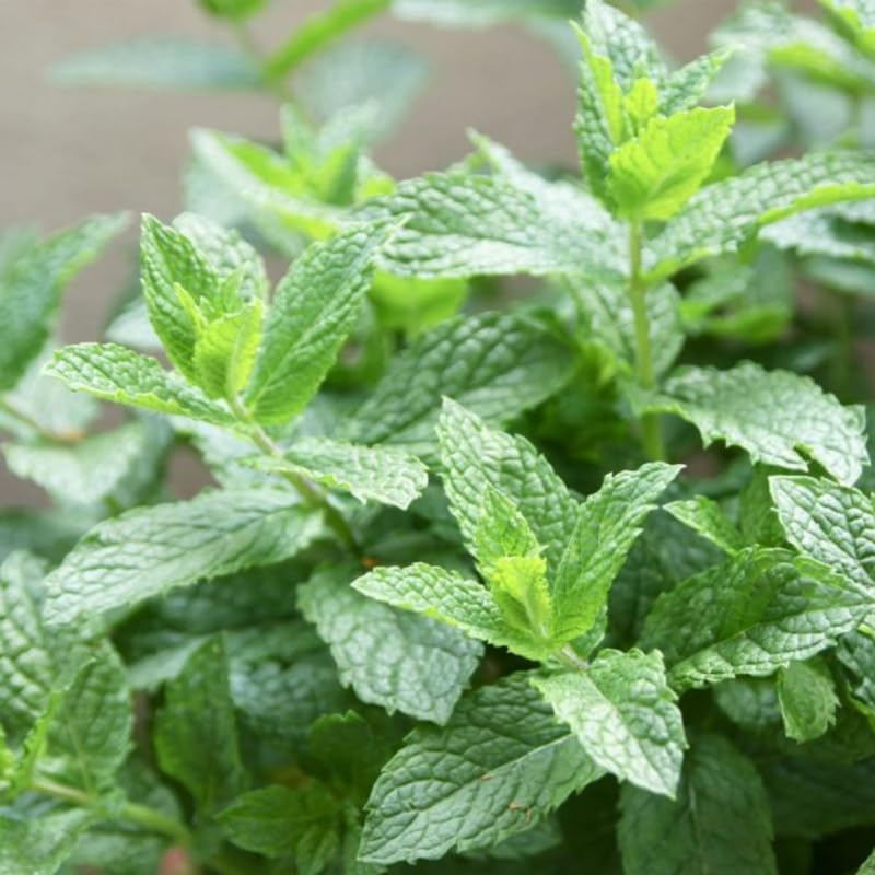 Set 4 Spearmint Plants Live, 4-6 Inches Tall, Mint Live Plants, Culinary Herb for Indoor or Outdoor Planting