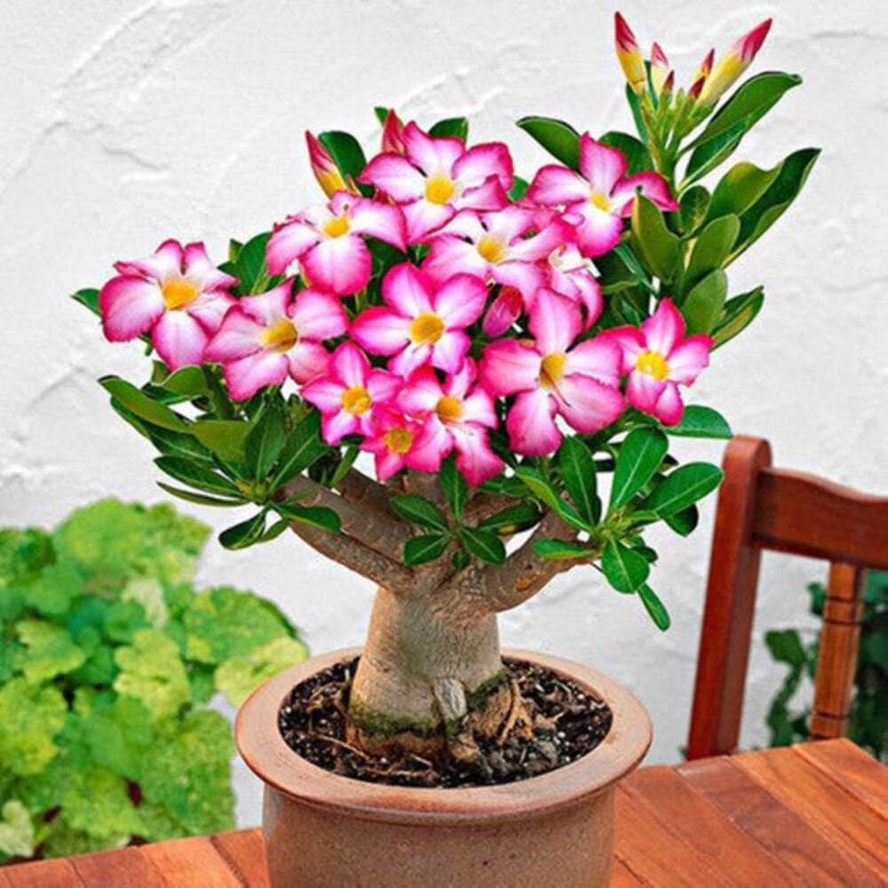 Pack 2 Desert Rose Plants Live, Adenium Desert Rose, Indoor Outdoor Planting from 4 Inches (2 Pink)