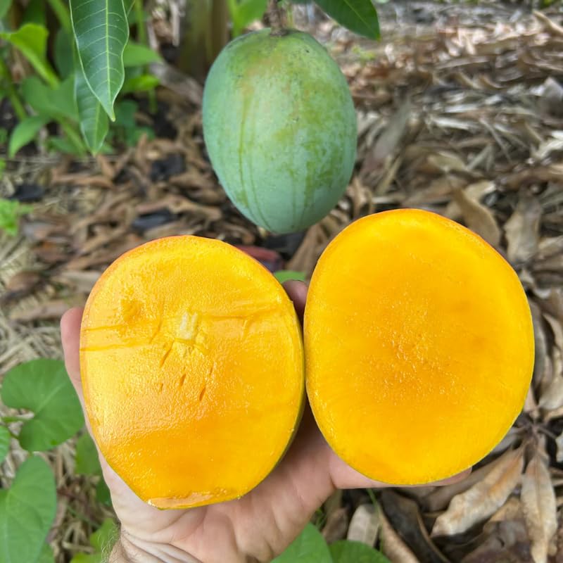Very Sweet Mango Tree Live Plant, Fully Rooted in 3 Gallon Pot, Tropical Mango Fruit Tree for Indoor or Outdoor Growing