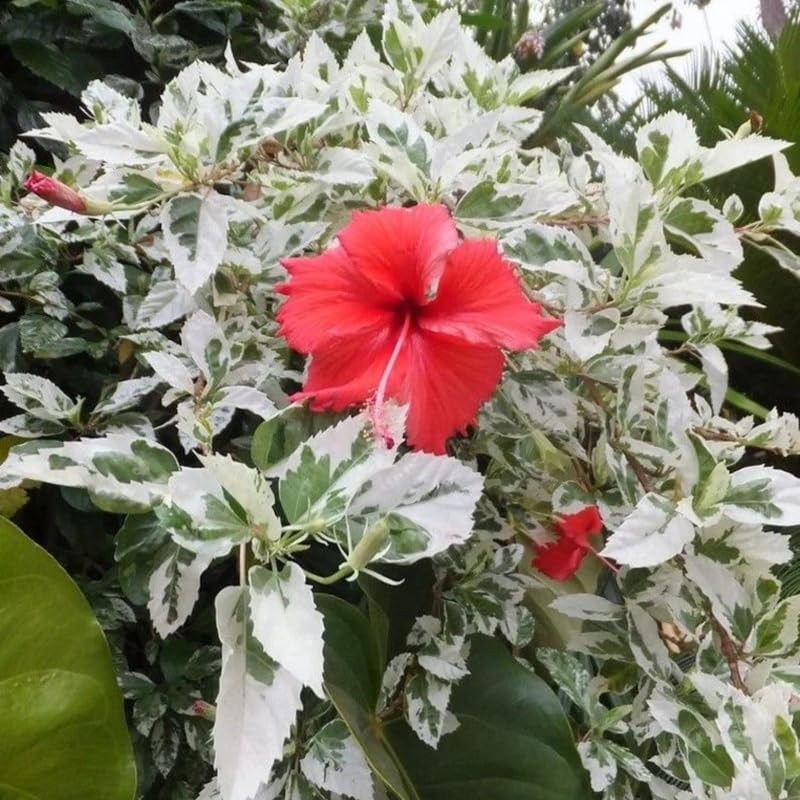 2 White Red Hibiscus Live Plants, 4-8'' Tall Hardy Hibiscus Flower Starter Plants, Well Rooted Perennial Flower Plant for Home Garden and Containers