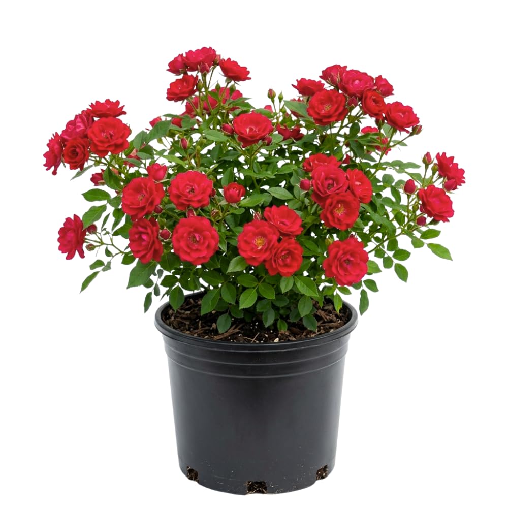 Rose Plant Live, Red Mini Patio Rose Live Plant in 3 Gallon Pot, 1 Feet Tall, Compact Blooming Rose for Containers and Gardens, No Ship to CA