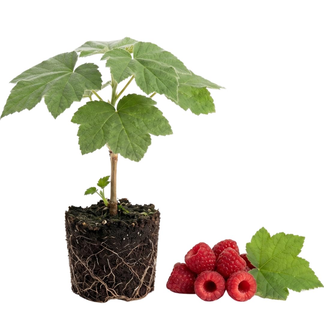 Live Thimbleberry Plant, 4 to 8 Inches Tall, Red Thimbleberry Plant, Sweet Red Berry Bush Starter Plant for Outdoor Garden Growing, No Pot