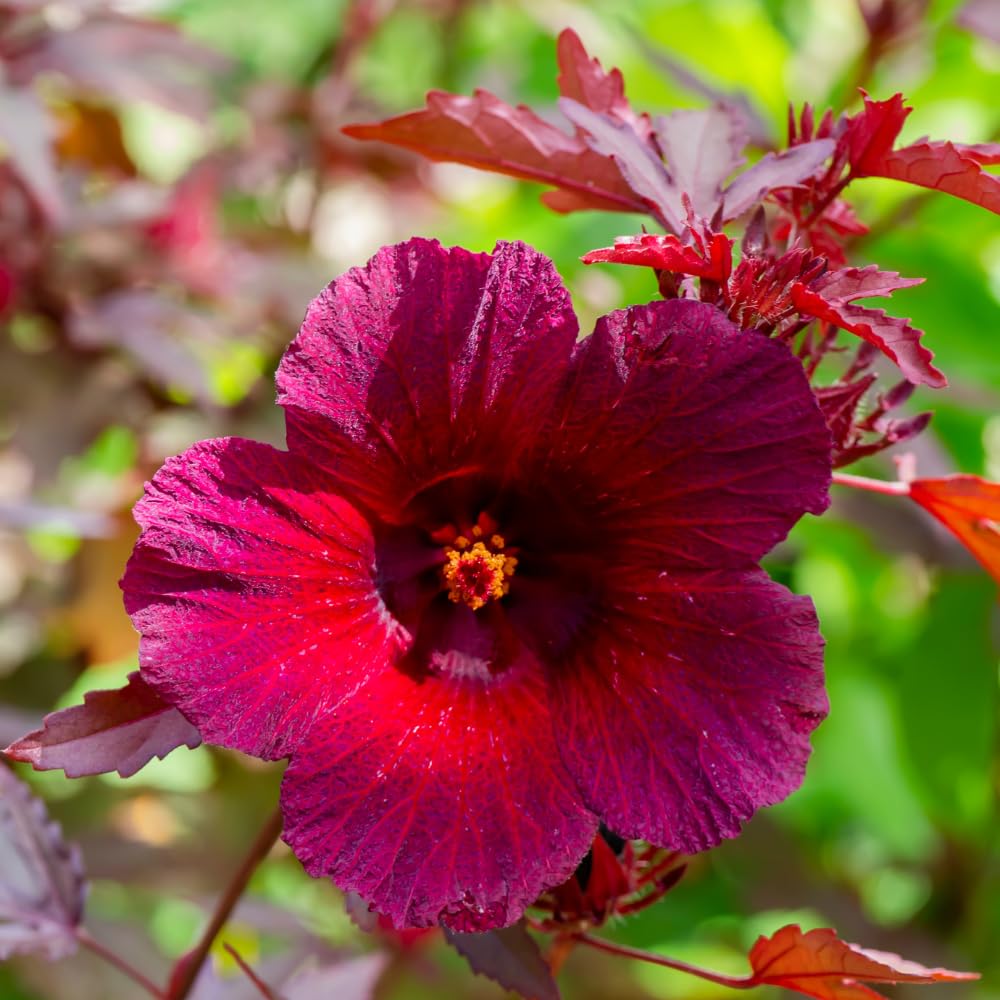 Set 2 Hardy Cranberry Hibiscus Plants, Red Hibiscus Flowering Plants, Indoor Outdoor Growing 4-6 Inches