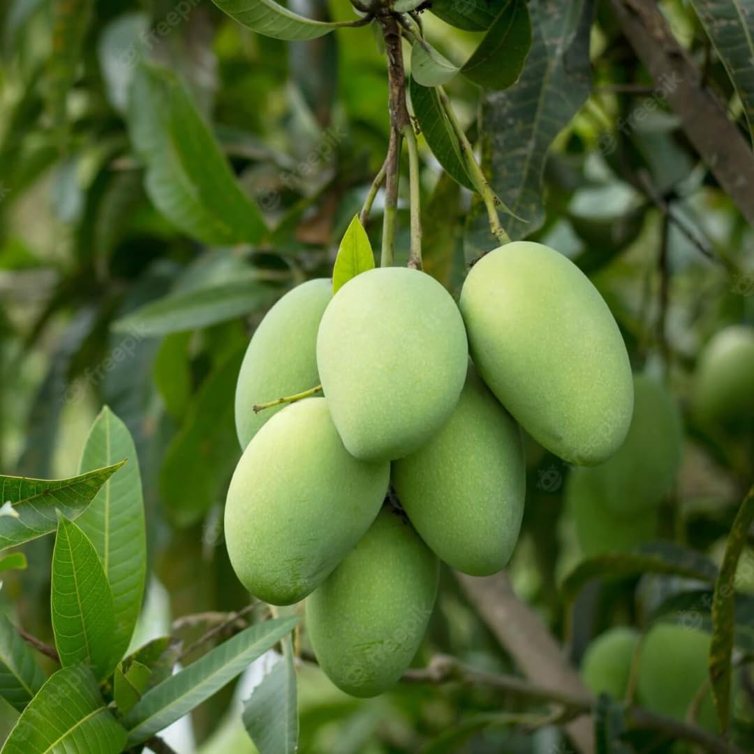 Mango Tree Live Plant, Sweet Mango Plant, Tropical Fruit Tree in 3 Gallon Pot for Outdoor Planting (Honey Mango)
