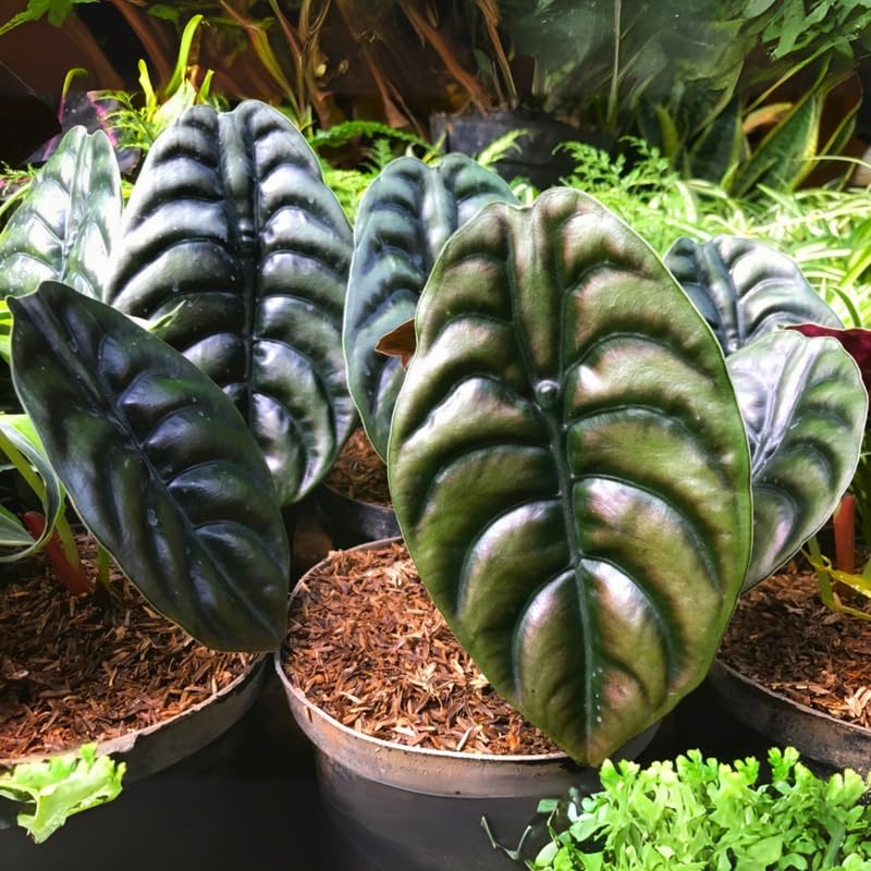 Alocasia Plant Live, 4-8 Inches Tall, Rare Alocasia Houseplant, No Pot, Foliage