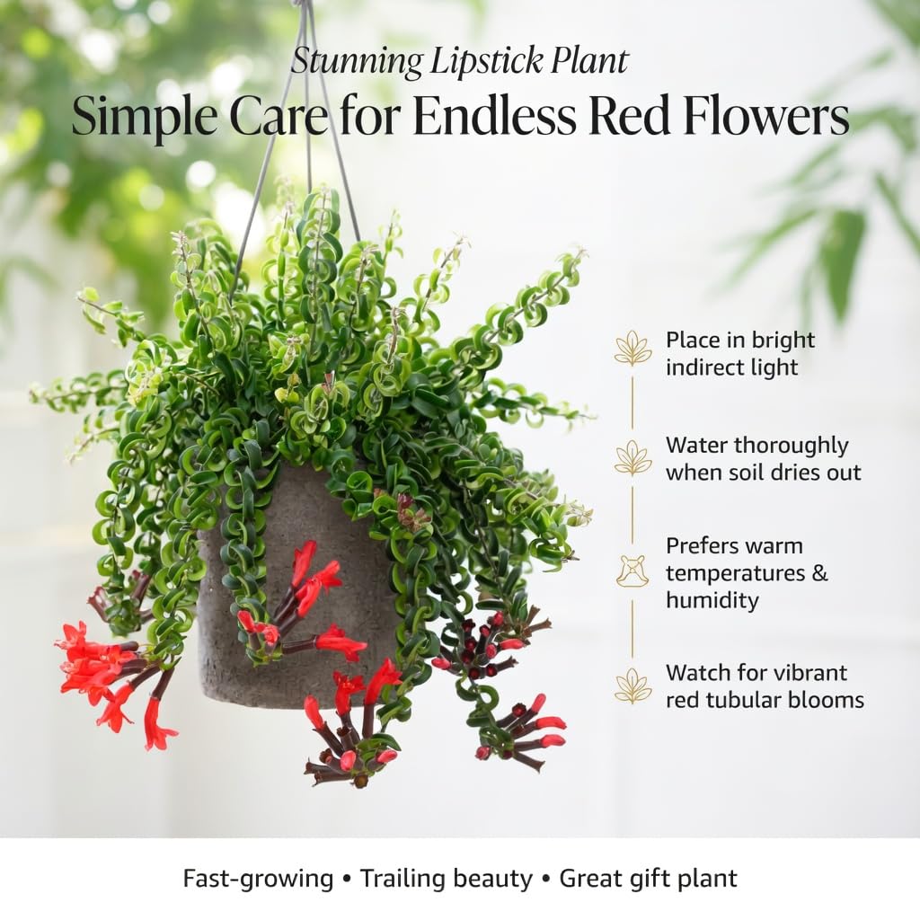 Set 2 Red Curly Lipstick Plans Live, 4-6" Tall, Red Curly Lipstick Flower Plant Vine for Planting Indoor, Rare Trailing Flowes, No Pot