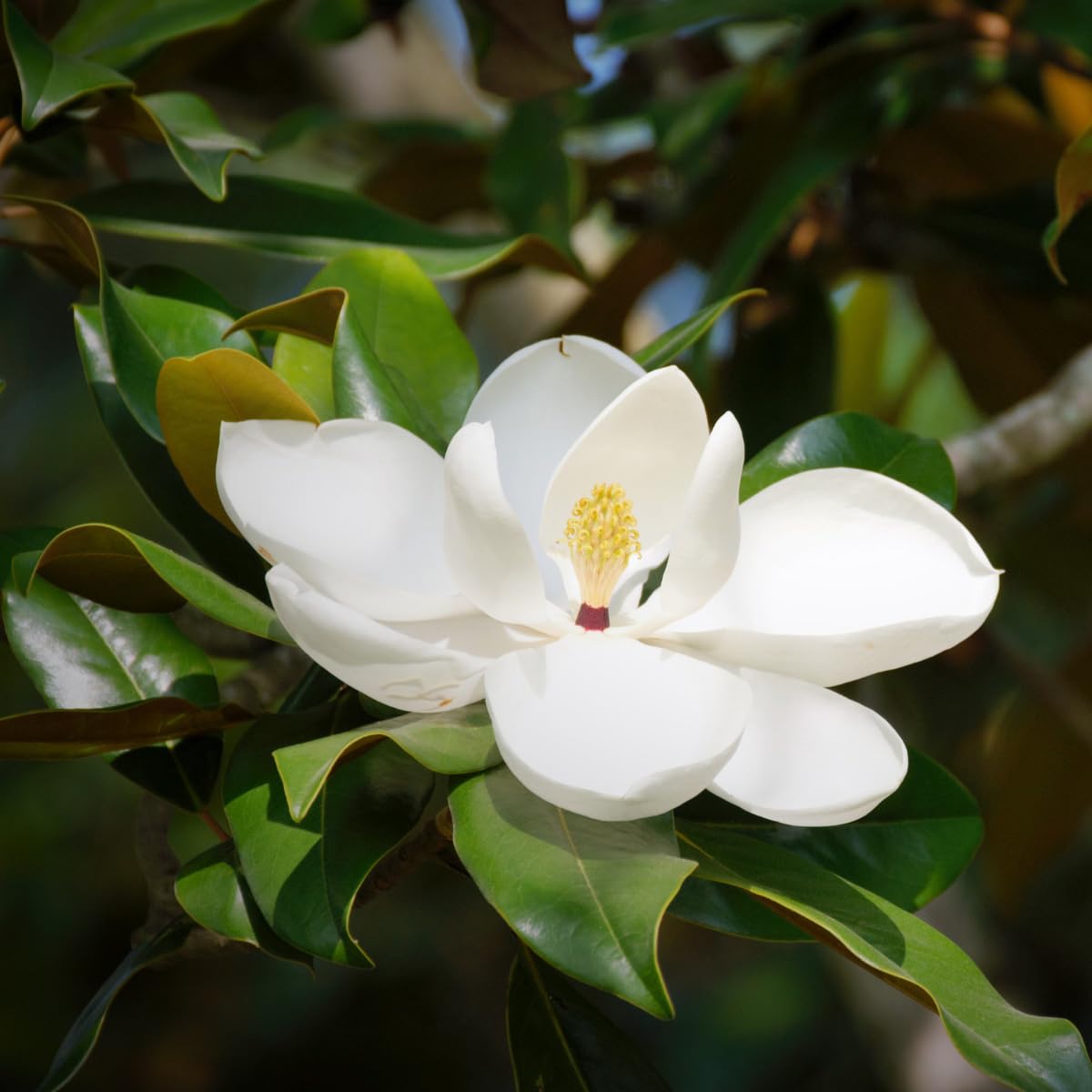 Southern Magnolia Tree, 6-12 Inch Magnolia Trees Live Plants, Quart Pot, Fragrant White Flowers, Dormant in Winter