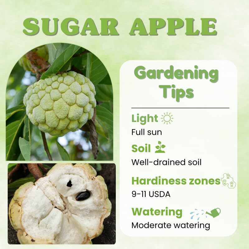 Green Sugar Apple Tree Live Plant, 24-30' Tall in 1 Gallon Pot, Sugar Apple Tree Plant for Planting Outdoor Garden, No Ship to CA
