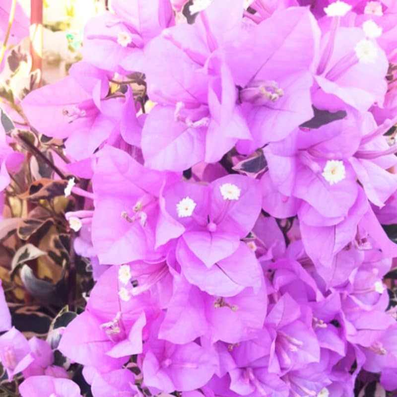3 Lilac Bougainvillea Plants Live, 4-8” Tall Well-Rooted Bougainvillea Vine Flower Plants, Tropical Climbing Plants, No Pot