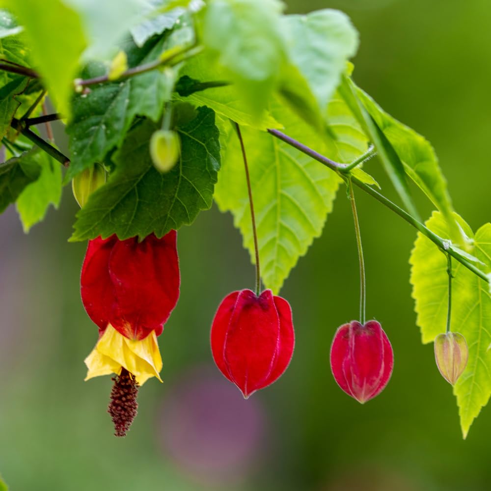 2 Abutilon Plants 2-5 Inch Tall, Lantern Tree Live Plant, Hanging Flower Vine, Indoor Outdoor Growing