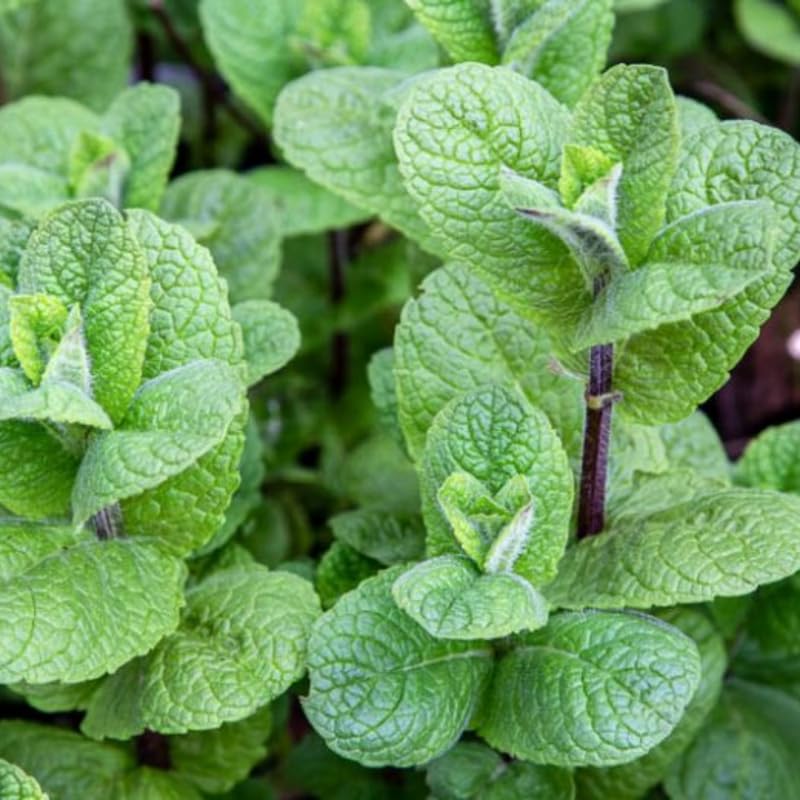 Pack 6 Mojito Mint Plants Live, Culinary Herb Plants, 4-6 Inch Tall, No Pot, Mint Live Well-Rooted