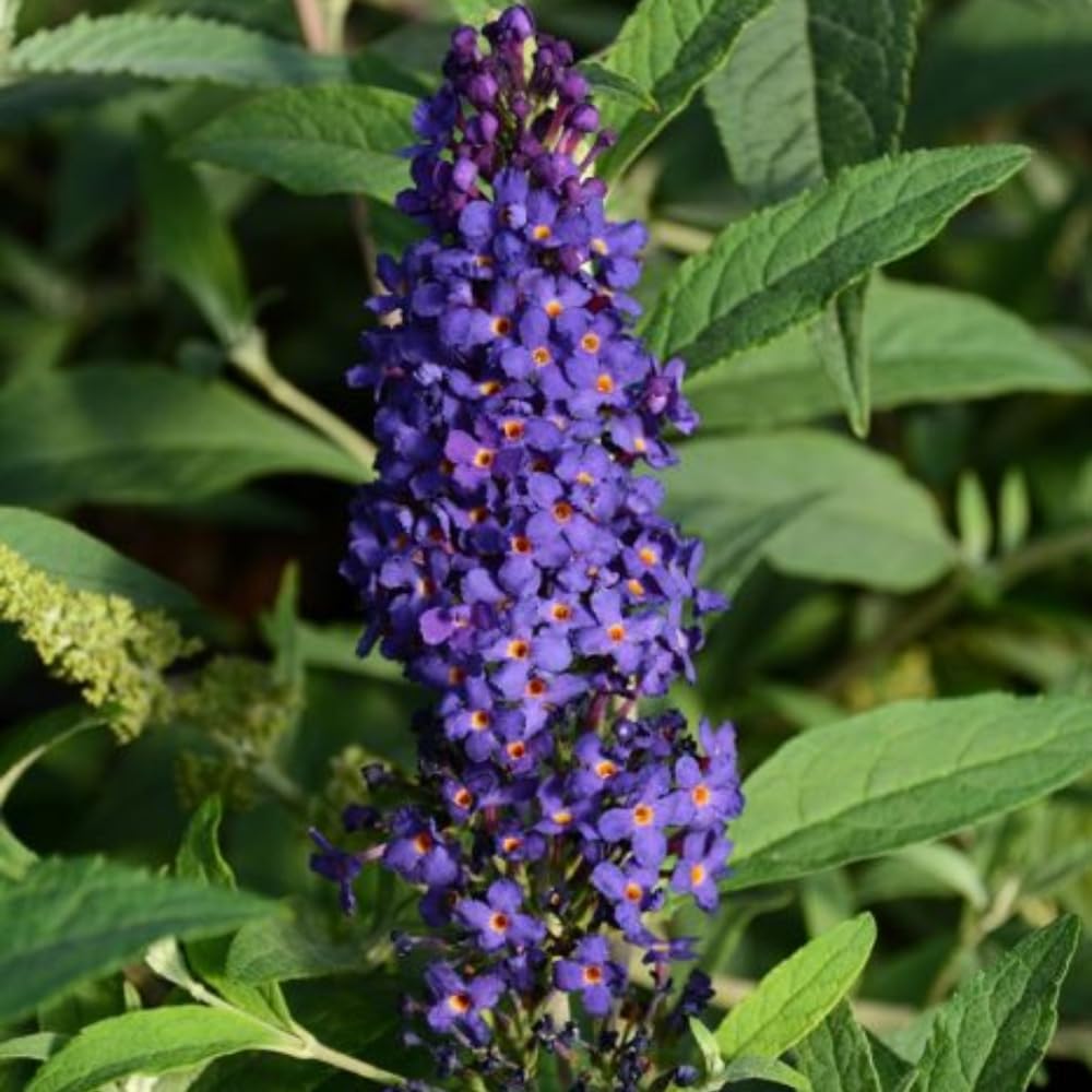 Purple Butterfly Bush Well Rooted 4-7 Inches, Butterfly Bushes Live Plants for Growing Indoor Outdoor