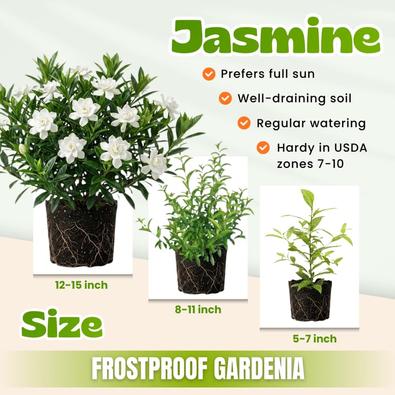 2 Maid of Orleans Jasmine Plants 4–8 Inch, Live Fragrant Jasmine Flowering Vine, Sweet Scented Blooms, Easy Care Indoor or Outdoor