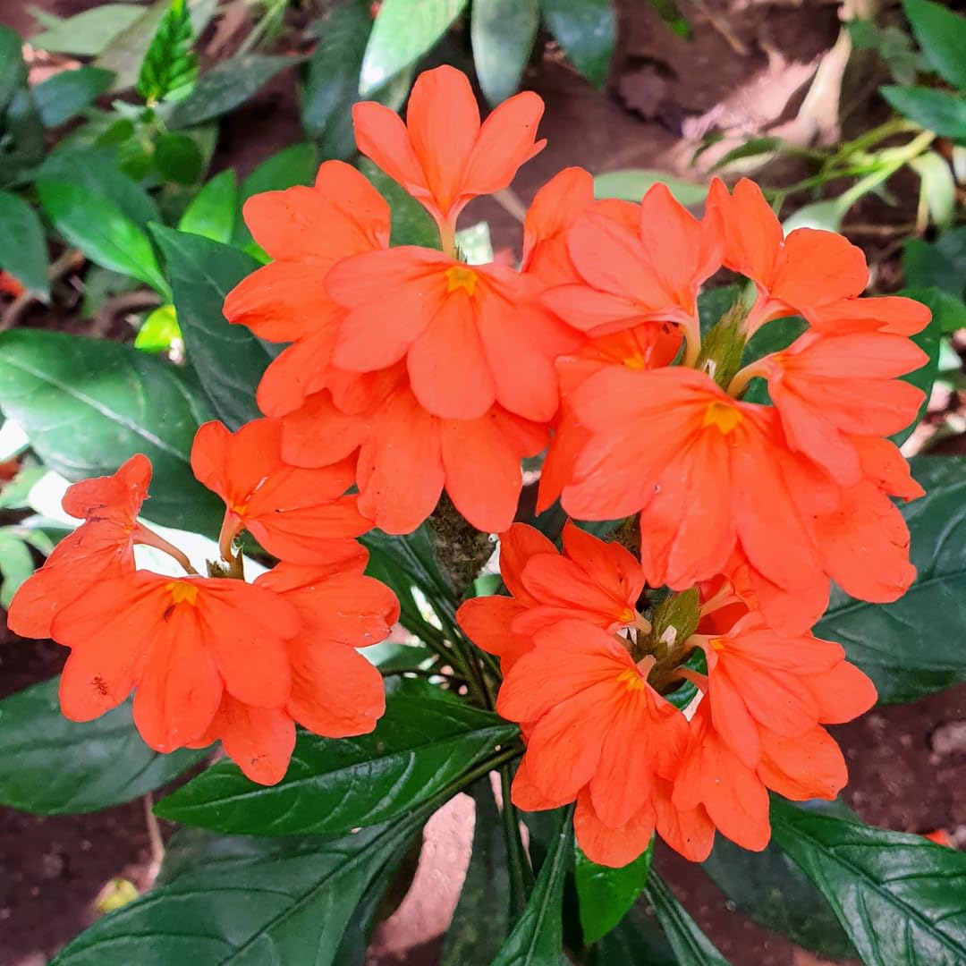 Set of 2 Live Orange Crossandra Plants, Crossandra Flower Shrub, 4-7 Inches Tall for Home Gardening