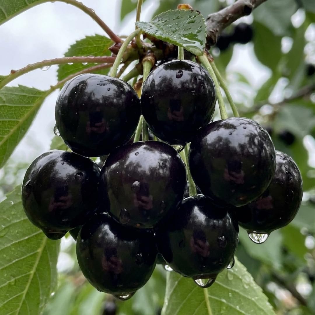 Black Cherry Tree, Live Cherry Fruit Tree Rooted 1.5-2 Feet Tall, Hardy, Dormant, Sweet Cherries for Outdoor Garden