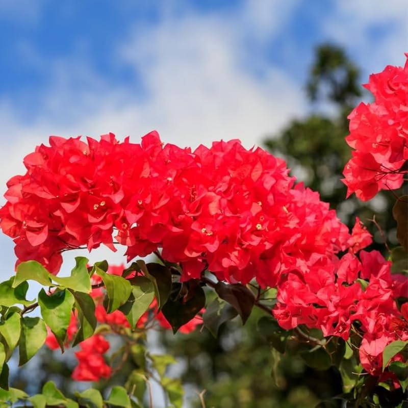 3 Double Red Bougainvillea Plants Live, 4-8” Tall Flowering Bougainvillea Vines, Tropical Climbing Plants for Garden or Containers, No Pot