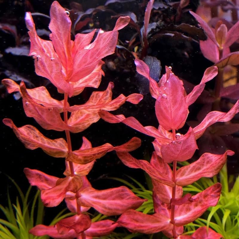Red Rotala Plant Stems, Live Aquarium Plant - 1 Clump Bundle