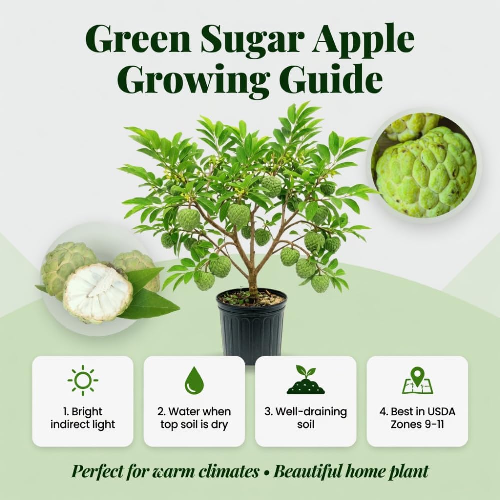 Sugar Apple Tree Live Plant, Green Sugar Apple Fruit Trees Live Plants, 1 Gallon Pot, 1-2 Feet Tall, Sweet Fruits, Ready for Outdoor Garden, No Ship to CA