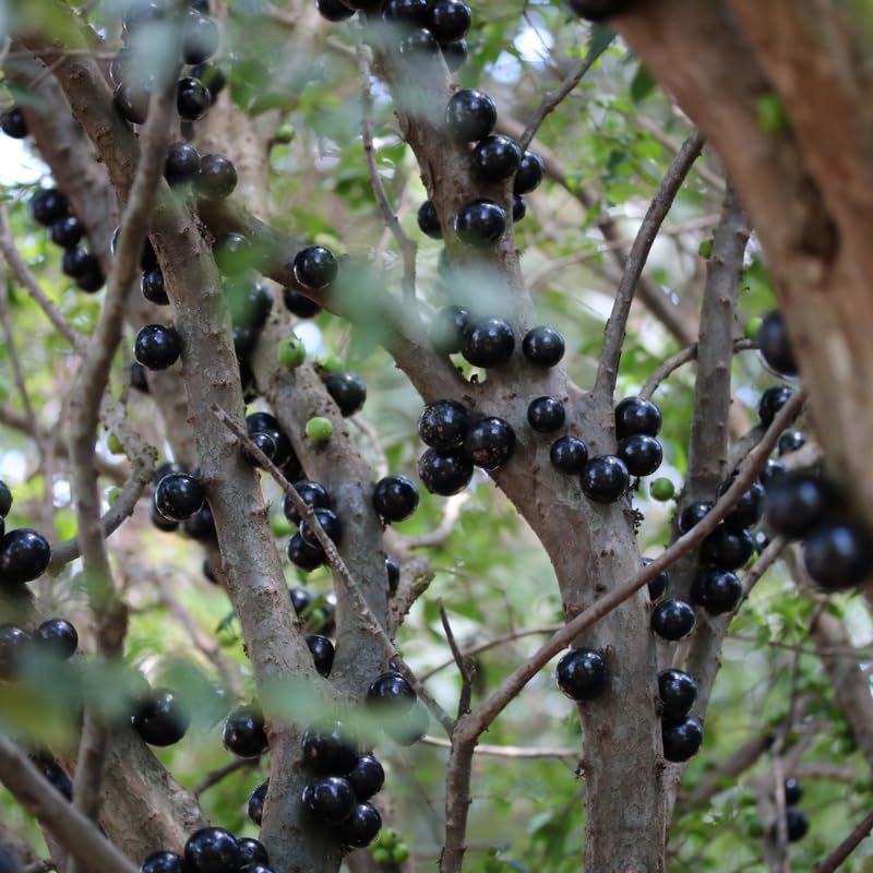 Jaboticaba Tree Live Plant, Jabuticaba Fruit Tree, Sweet Fruit for Outdoor Gardening, 2-3 Feet Tall in 3 Gallon Pot, No Ship to CA