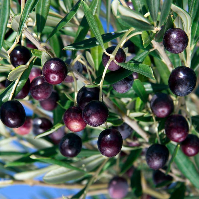 Olive Tree in 3 Gallon Pot, 2-3 Feet Tall Live Plant Olive Fruit Tree, Hardy Perennial, No Ship to CA