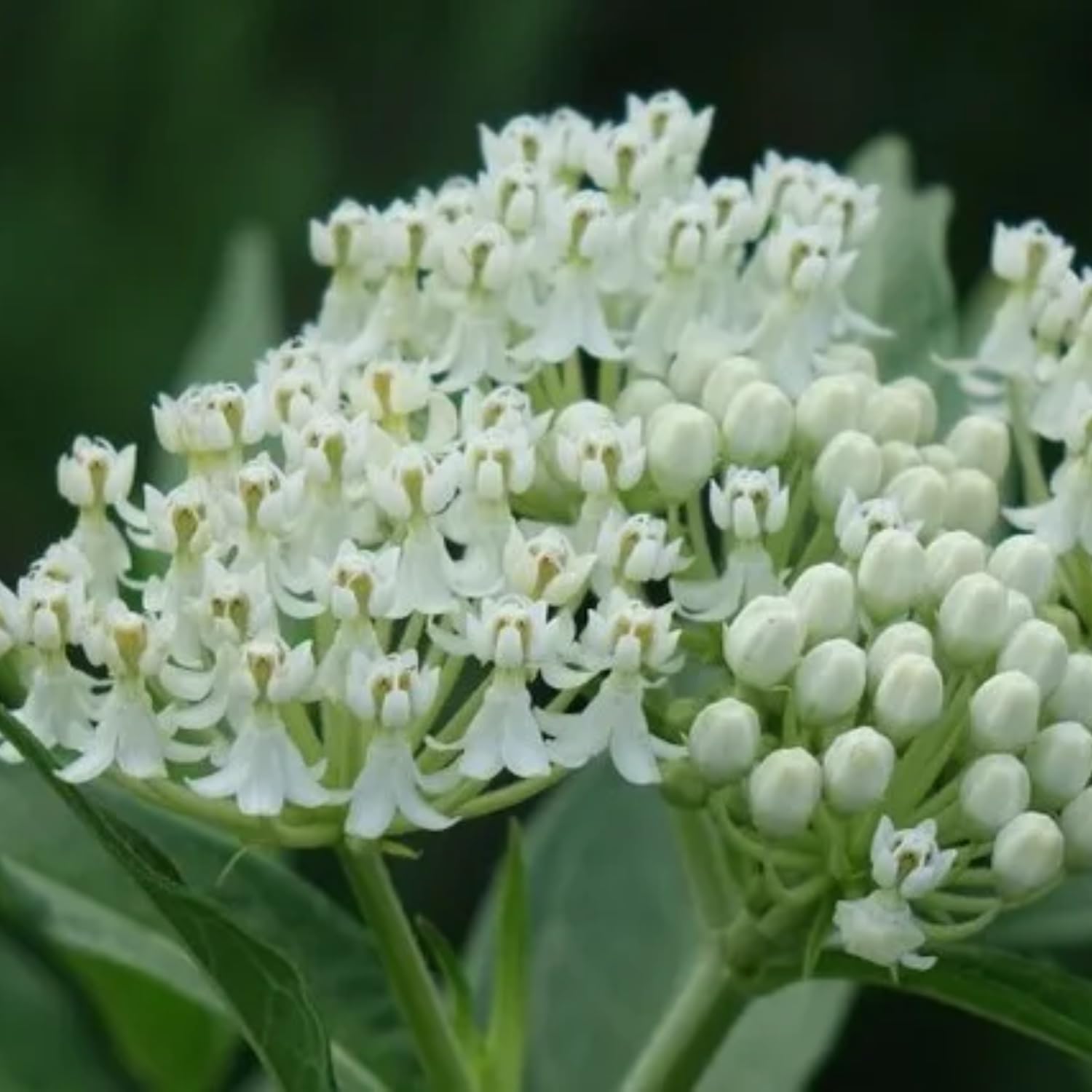 Milkweed Plants Live, 4 White Milkweed Live Plants, Asclepias Tuberosa Plants Flower Plant from 5 to 9 Inches Long, Indoor, Outdoor