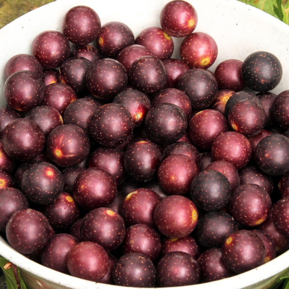 Sweet Muscadine Grape Vines Live Plants, Hardy Fruit Plant for Patio, Garden and Trellis Growing, 20-24 Inches Tall in 1 Gallon Pot, No Ship to CA