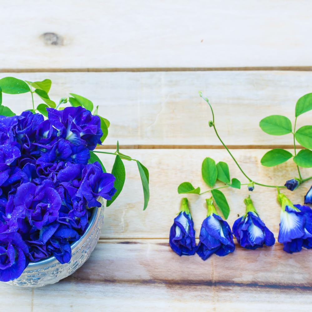 90 Butterfly Pea Seeds for Planting, Butterfly Pea Flower Vegetable Seed Growing Outdoor
