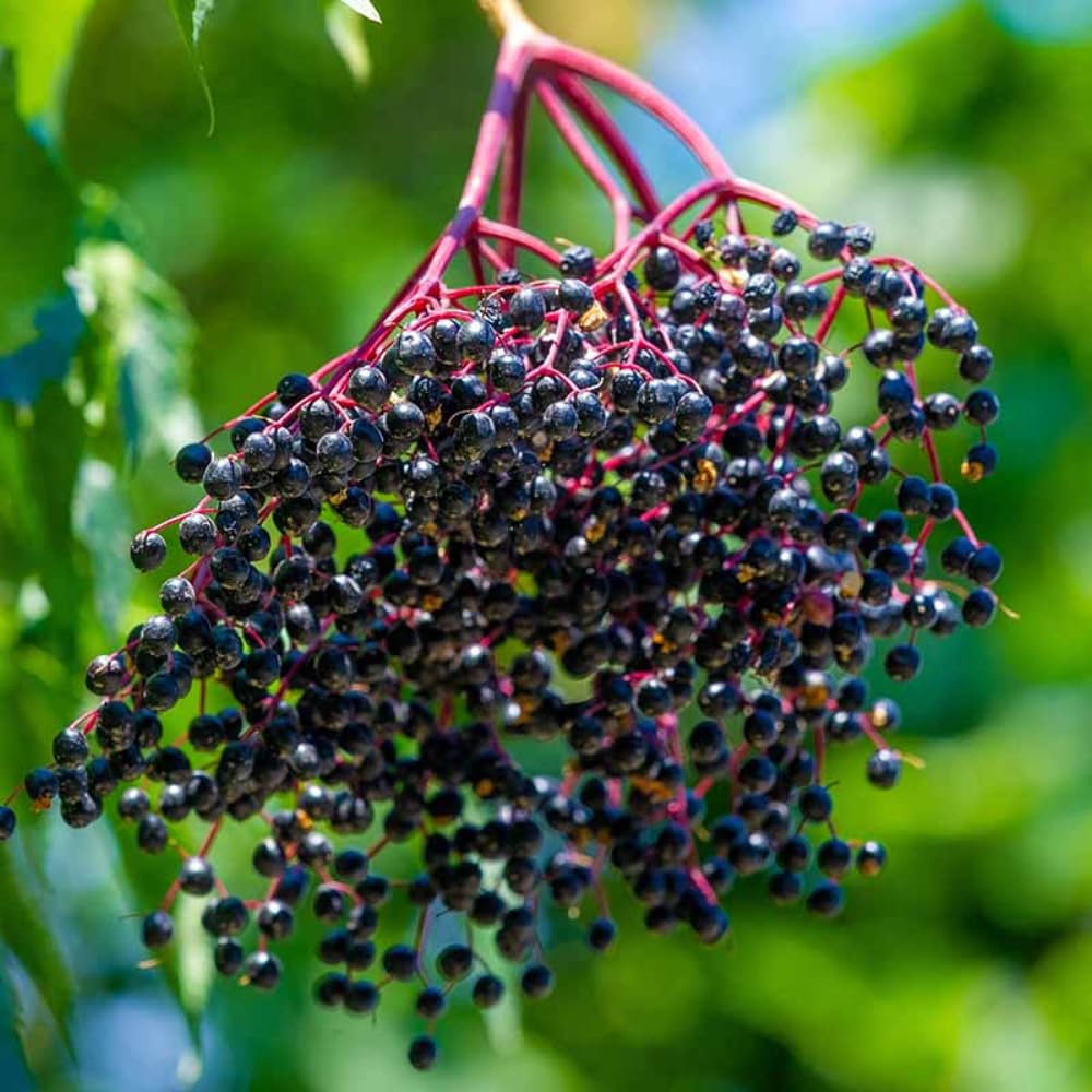 Black Elderberry Plant Live, 2–3 Feet Tall, Hardy Berry Shrub for Outdoor Planting, Gardens and Landscaping