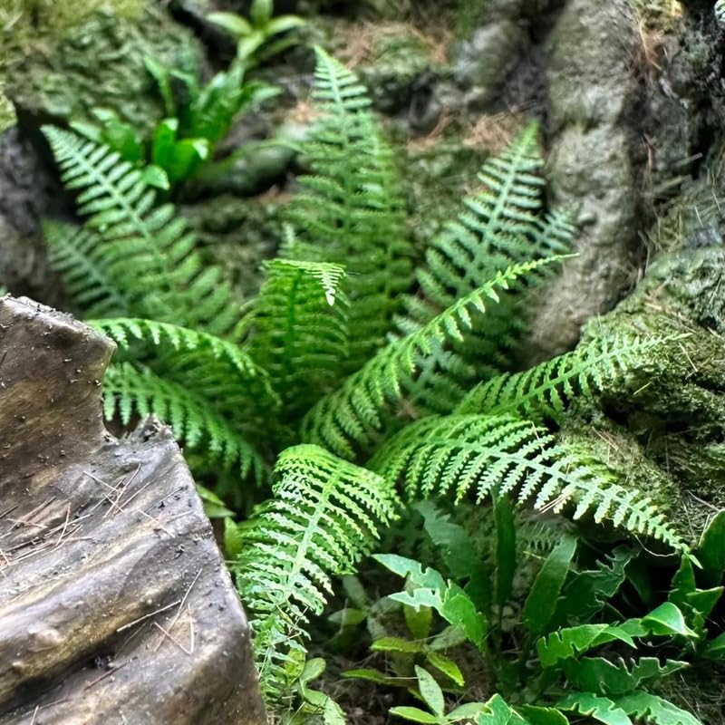 Set 5 Lady Ferns Bare Roots, Ferns Live Plants 4-6 Inches, Hardy Ferns for Shade for Outdoor Garden