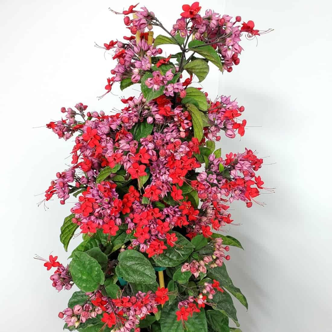 4 Red Bleeding Heart Vines Plants Live, Starter Size 4-6" in Tall, Indoor Outdoor Growing Clerodendrum Fragrant Tree
