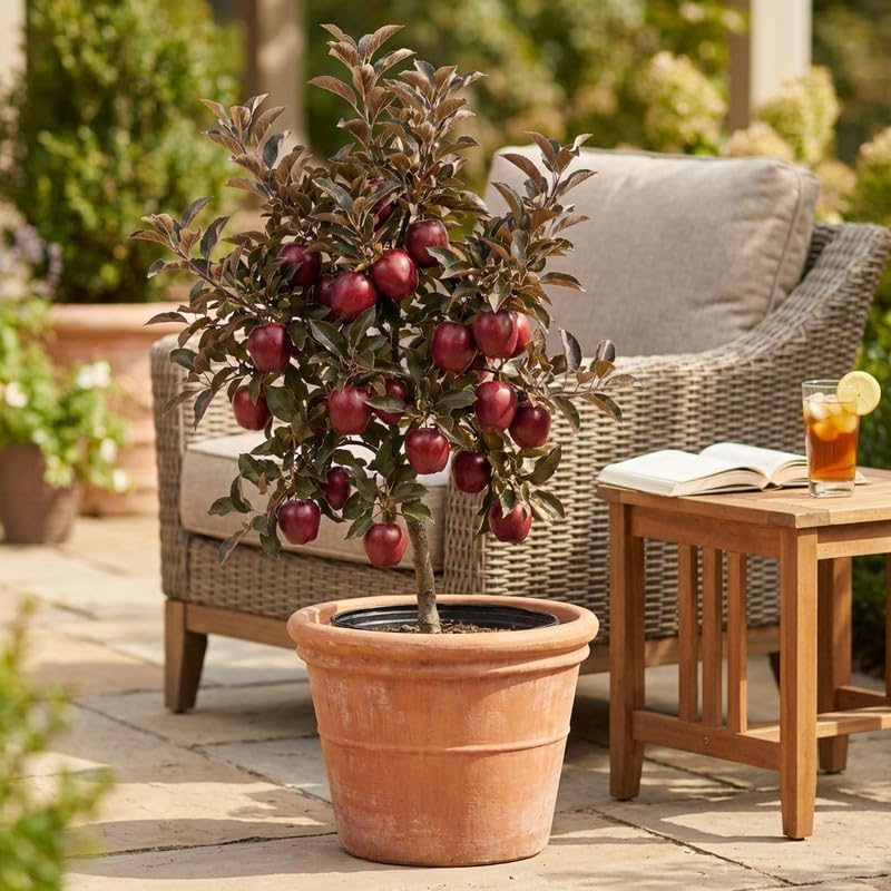 Live Red Delicious Apple Tree 3 Feet Tall, Fruit Apple Tree Plant for Outdoor Garden in 5 Gallon Pot, Sweet Apples for Backyard Orchard, Patio Container or Home Garden, No Ship to CA
