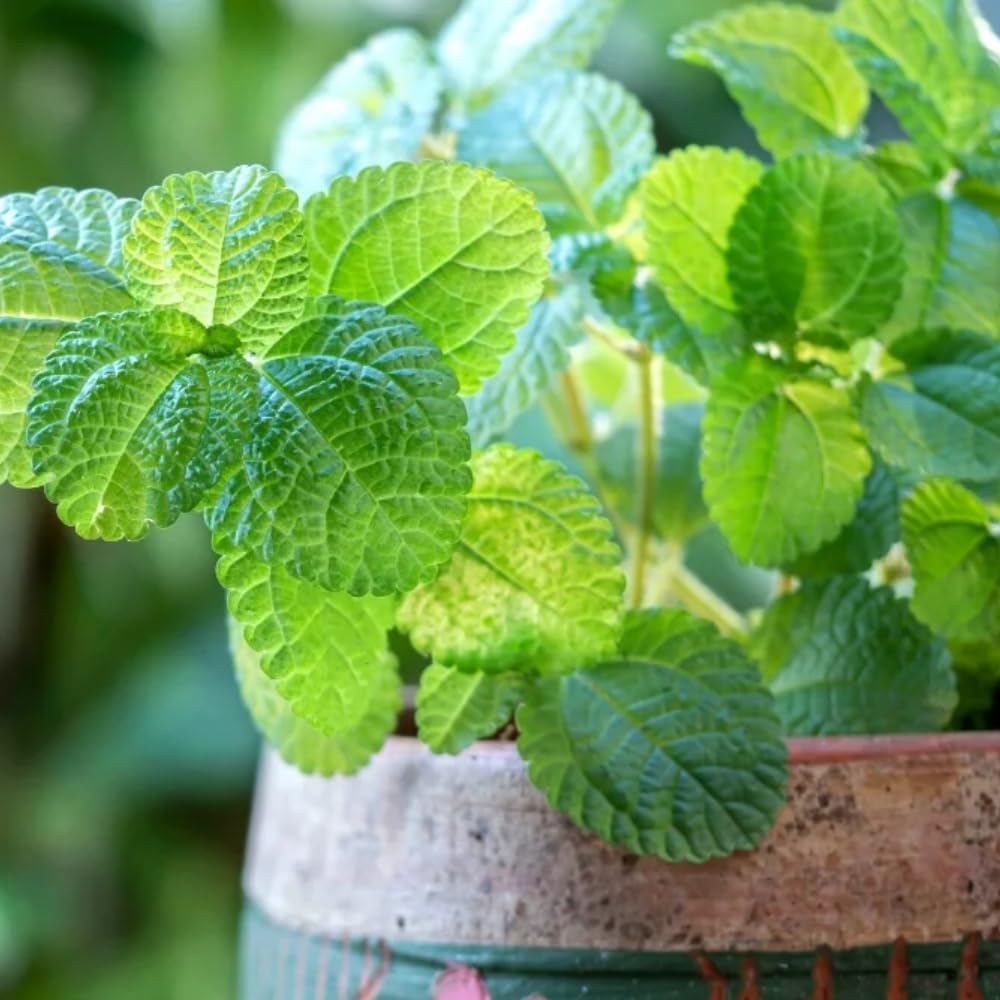 Set of 4 Peppermint Live Plants, Well Rooted Mint Herbs Plants 4-7 Inches, Fragrant Leaves, Outdoor or Container Growing