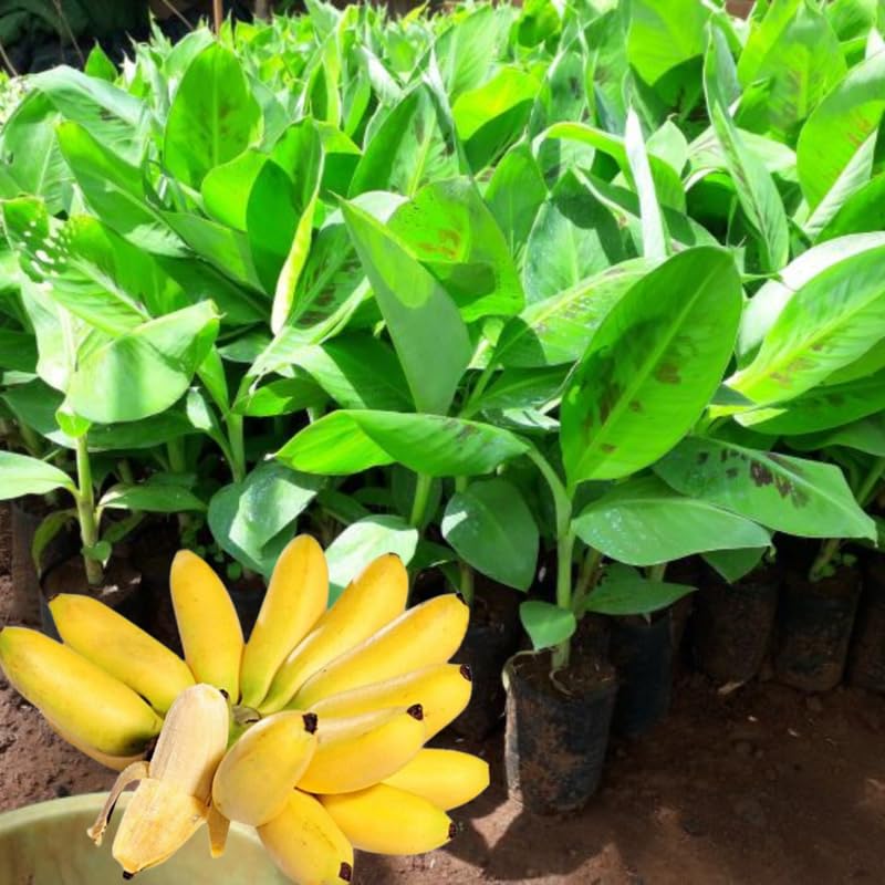 Dwarf Cavendish Banana Tree High Yield, Banana Live Plant Tropical Fruit, Easy to Plant Outdoor Banana Plants, 5-7 Inc Tall, Well-Rooted, No Pot, Winter Hardy