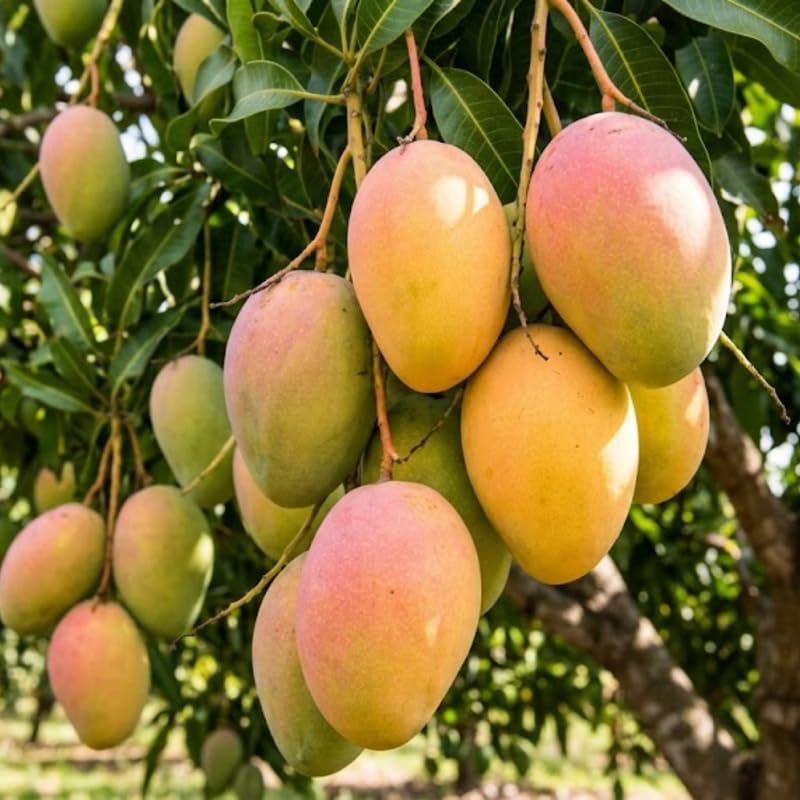 Sweet Yellow Mango Tree Live Plant, Tropical Mango Fruit Tree, Fully Rooted in 3 Gallon Pot, 2 to 3 Feet Tall for Outdoor Gardening, No Ship to CA